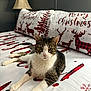 cat, tabby_cat, bed, pillow, christmas, holiday, reindeer, plaid, indoor, furniture, lamp, wall, cozy, pet, animal, relaxed, white, brown, black, decor