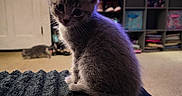 Little Bean- Kit-kat joined the competition — help win amazing prizes! blanket, carpet, cozy, curious, cute, domestic_animal, fur, furniture, gray_cat, hat, home, indoor, kitten, pet, shelf, soft_light, storage_bins, television, whiskers, young_animal