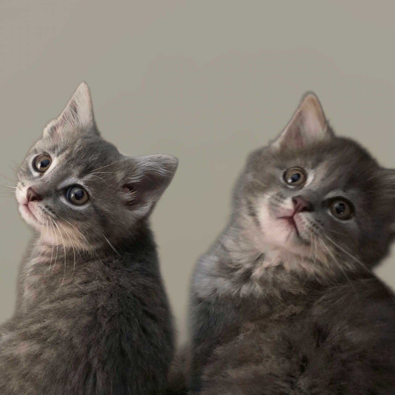 Little Bean- Kit-kat is registered to the contest to win money with this photo: cat, kitten, gray_cat, fluffy, pet, cute, animal, fur, domestic_animal, portrait, two_animals, looking_back, young, whiskers, ears, indoor, closeup, soft_light, background, curious