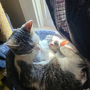 Little Bean- Kit-kat joined the competition — help win amazing prizes! cat, kitten, sleeping, sunlight, window, curtain, pet, cozy, fur, resting, indoor, animal, mammal, domestic, cute, companion, warm, soft, relaxing, bed
