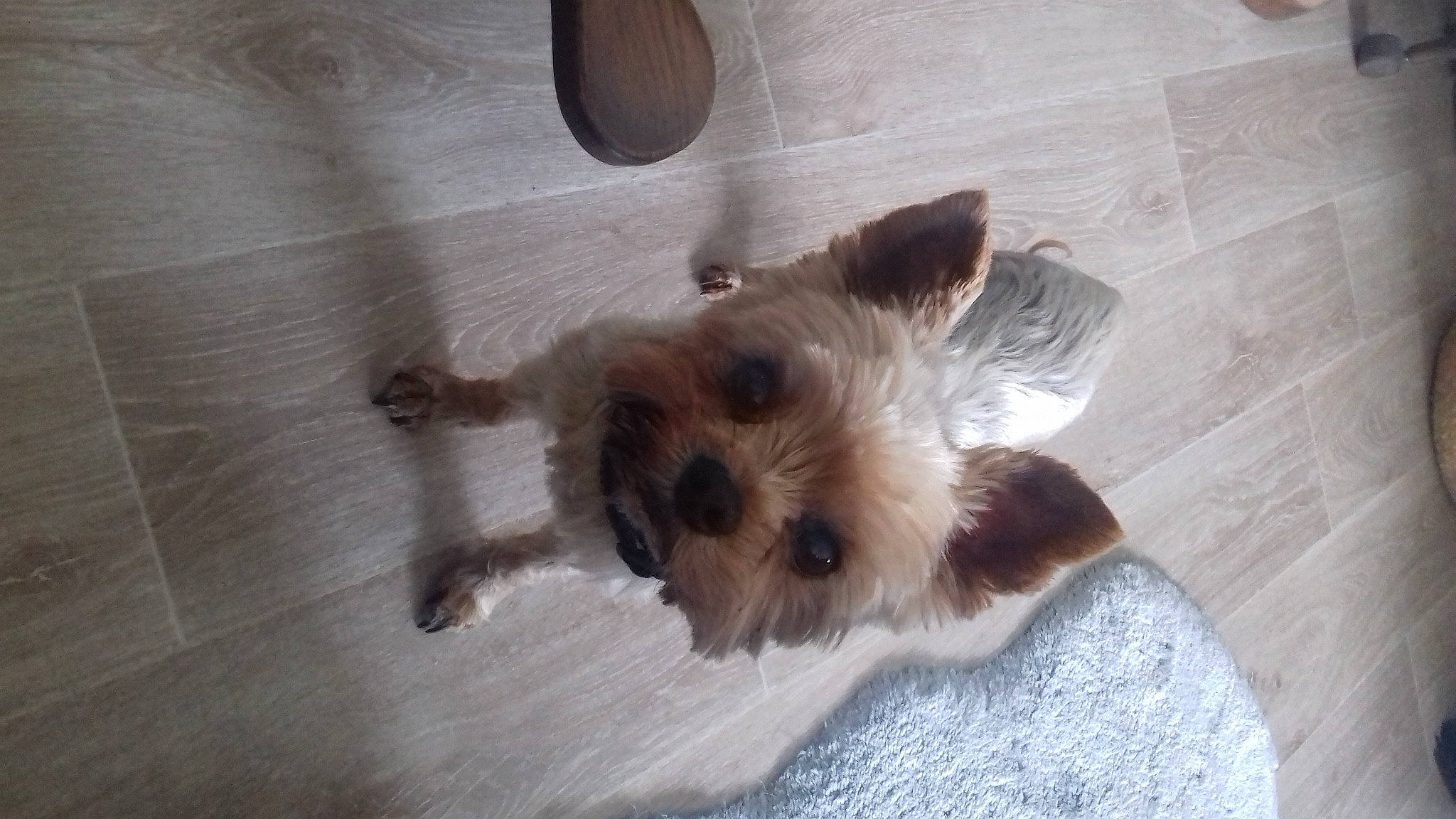 Gem'S a rejoint le concours — aidez-le/la à gagner de superbes lots ! canidae, carnivore, companion_dog, dog, dog_breed, fawn, felidae, floor, flooring, fur, hardwood, liver, paw, small_terrier, snout, sporting_group, terrier, toy_dog, wood, working_animal