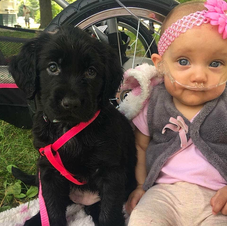 Vannessa is registered to the contest to win money with this photo: automotive_tire, cap, carnivore, collar, companion_dog, dog, dog_collar, fawn, fur, grass, happy, headpiece, leash, mammal, person, pink, snout, tire, vertebrate, wheel