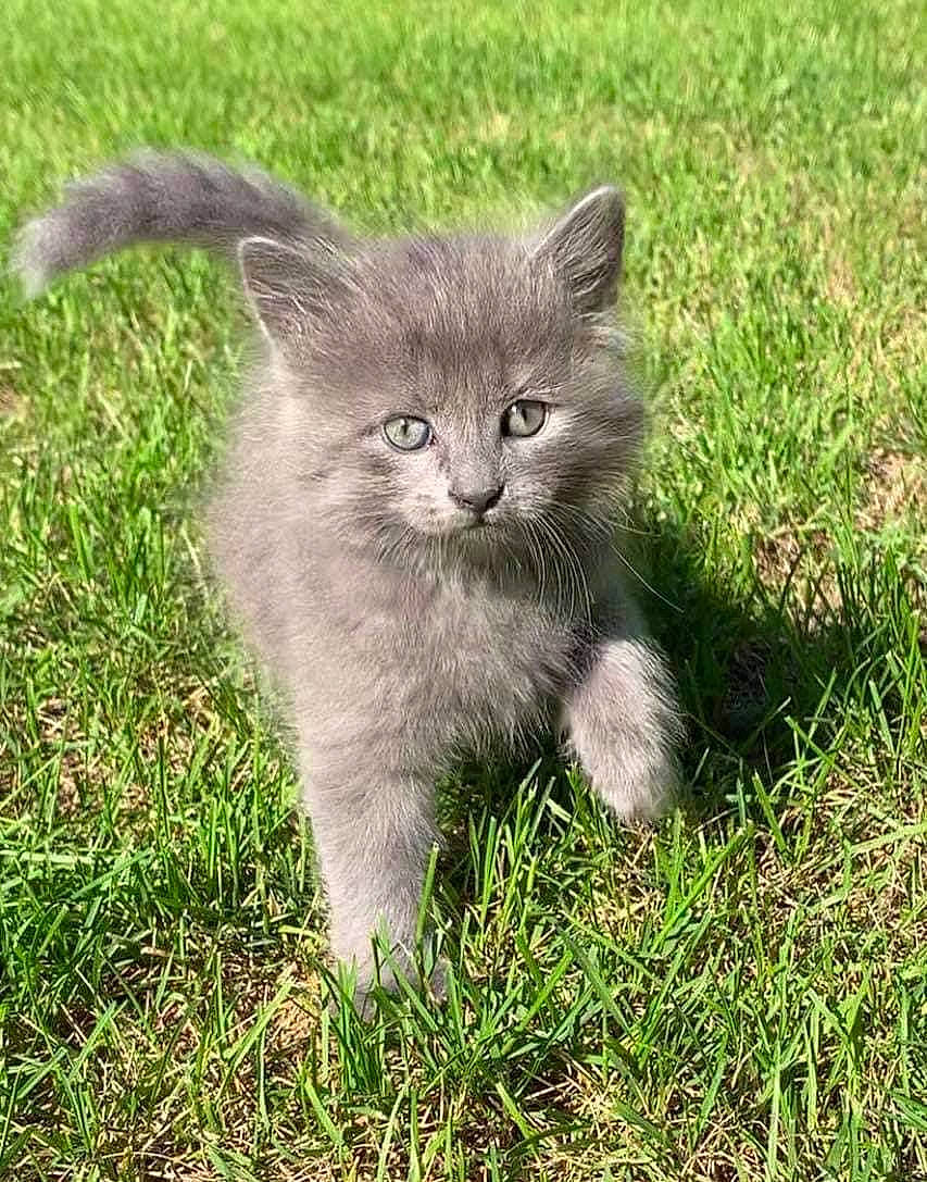 Kiki joined the competition — help win amazing prizes! british_longhair, carnivore, cat, domestic_short_haired_cat, felidae, fur, grass, grassland, groundcover, pasture, plant, prairie, small_to_medium_sized_cats, snout, tail, terrestrial_animal, whiskers, wildlife