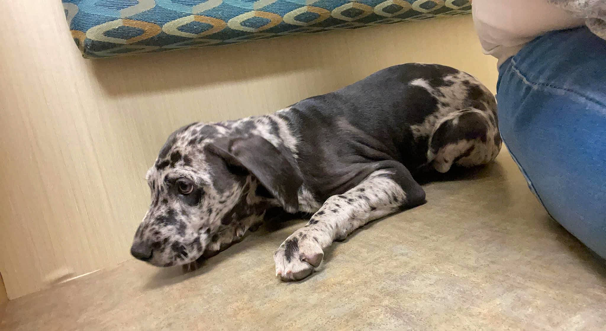 Cherish joined the competition — help win amazing prizes! braque_dauvergne, canidae, carnivore, comfort, companion_dog, dalmatian, dog, dog_breed, guard_dog, military_camouflage, non_sporting_group, pattern, paw, snout, sporting_group, terrestrial_animal, working_animal, working_dog