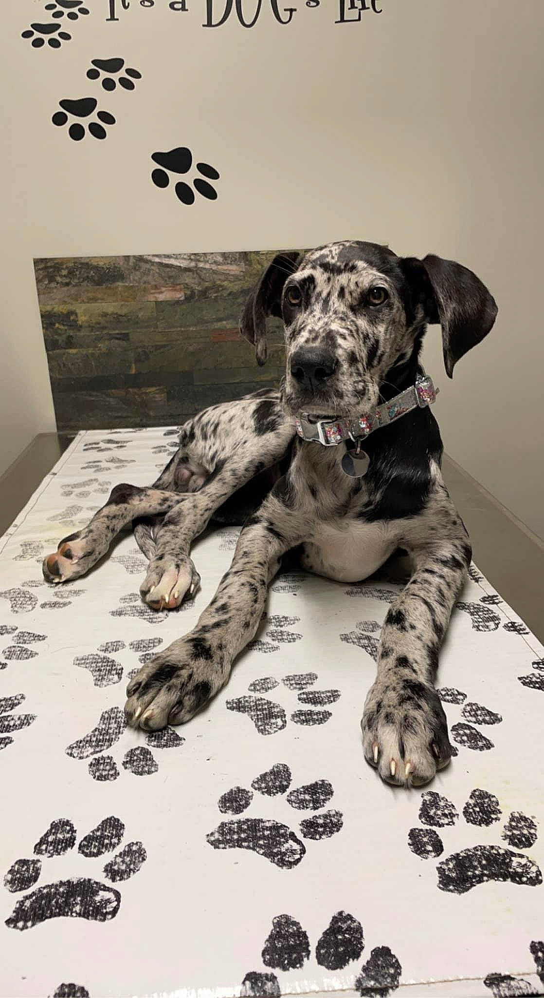 Cherish joined the competition — help win amazing prizes! art, black, canidae, carnivore, comfort, companion_dog, dog, dog_breed, dog_supply, flooring, guard_dog, monochrome_photography, rectangle, sitting, snout, sporting_group, terrestrial_animal, whiskers, working_animal, working_dog