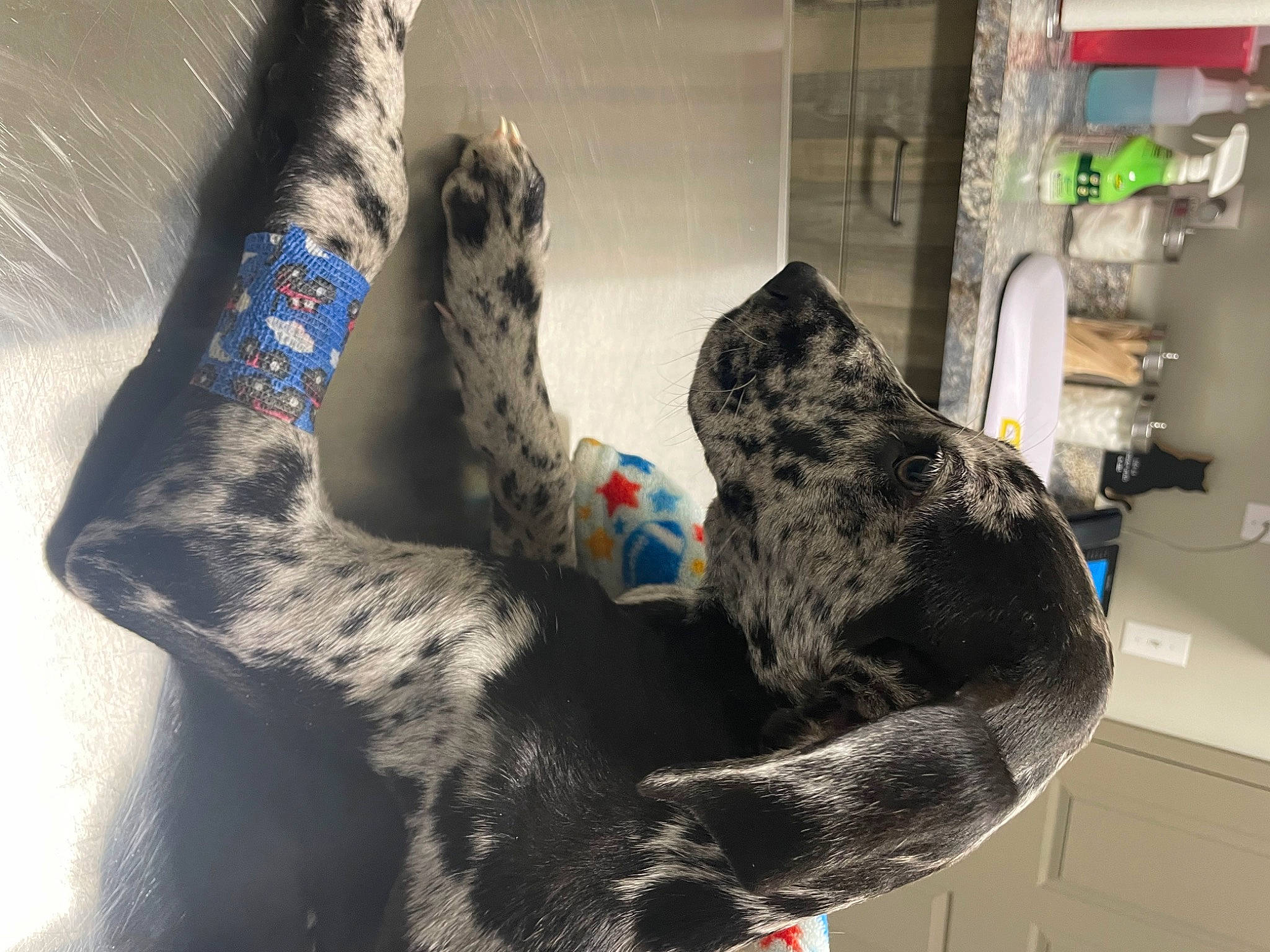 Cherish is registered to the contest to win money with this photo: art, carmine, comfort, foot, fur, gesture, human_leg, natural_material, pattern, room, visual_arts, world