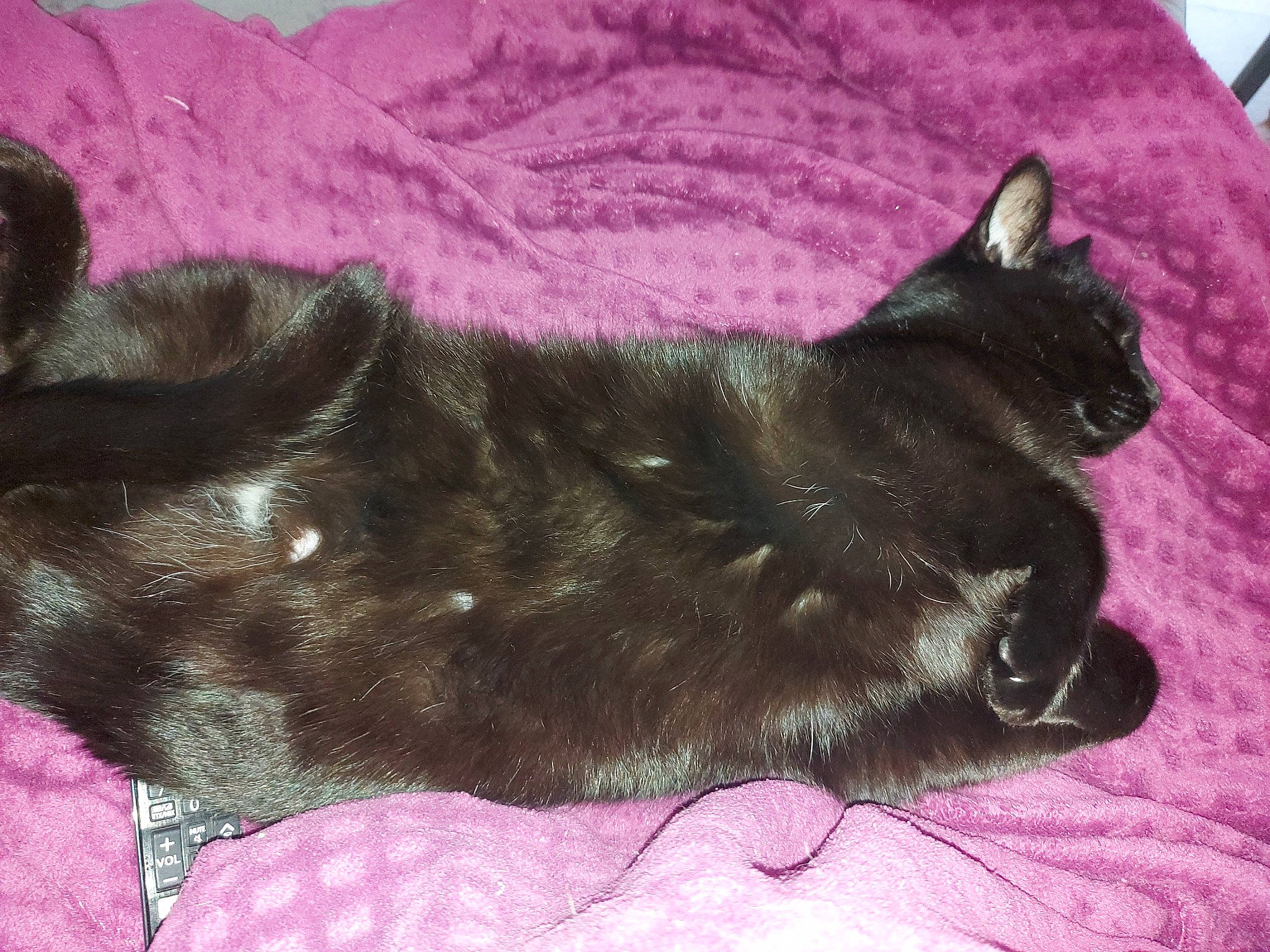 Wiko participe au concours pour gagner de l'argent avec cette photo : black_cat, bombay, carnivore, cat, claw, comfort, dog_breed, domestic_short_haired_cat, felidae, fur, grey, liver, magenta, mammal, nap, paw, small_to_medium_sized_cats, tail, vertebrate, whiskers