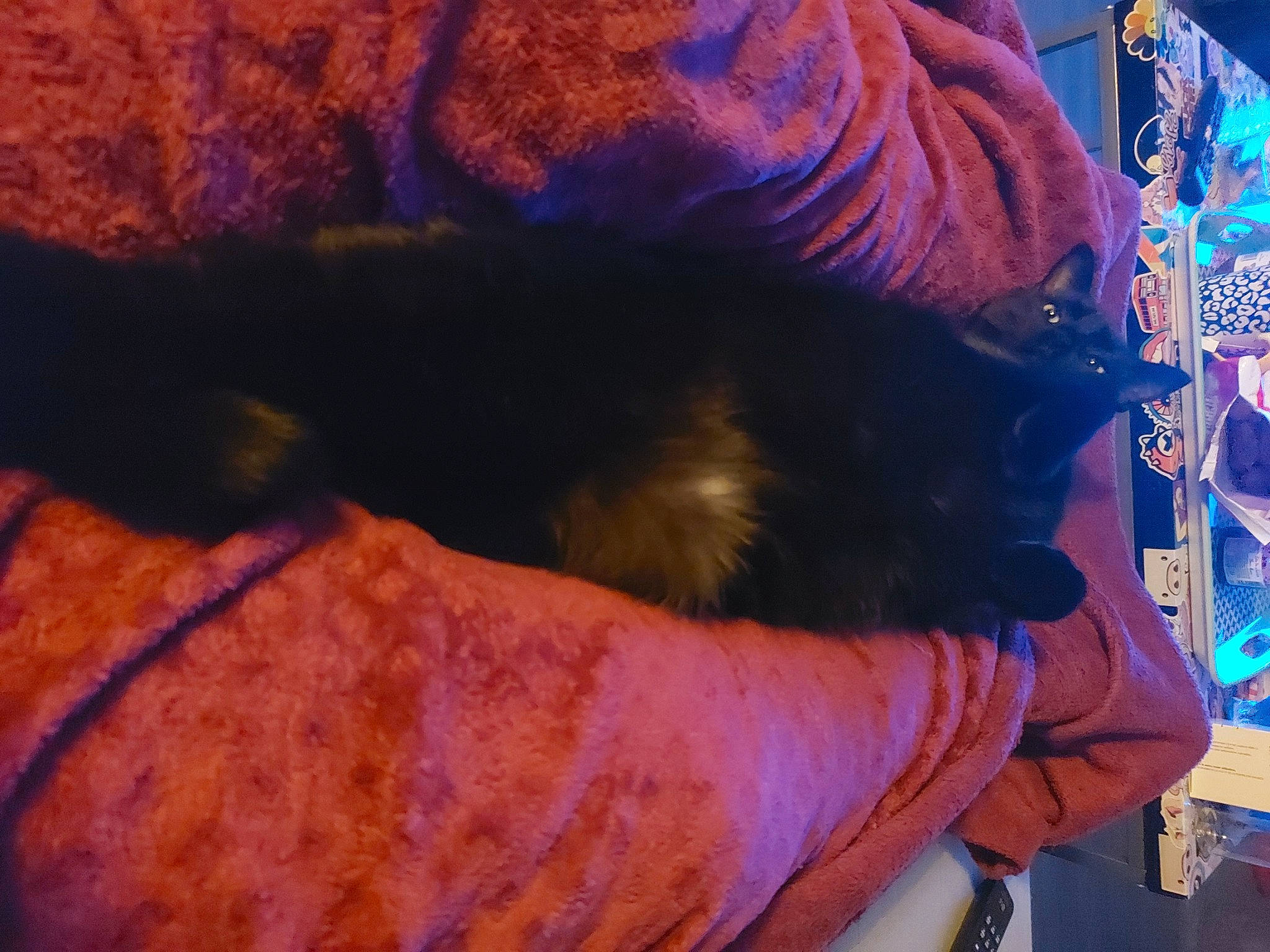 Wiko participe au concours pour gagner de l'argent avec cette photo : carnivore, comfort, companion_dog, dog, dog_breed, electric_blue, fawn, felidae, foot, fur, gesture, human_leg, paw, small_to_medium_sized_cats, sporting_group, tail, tints_and_shades, whiskers, working_animal, wrist