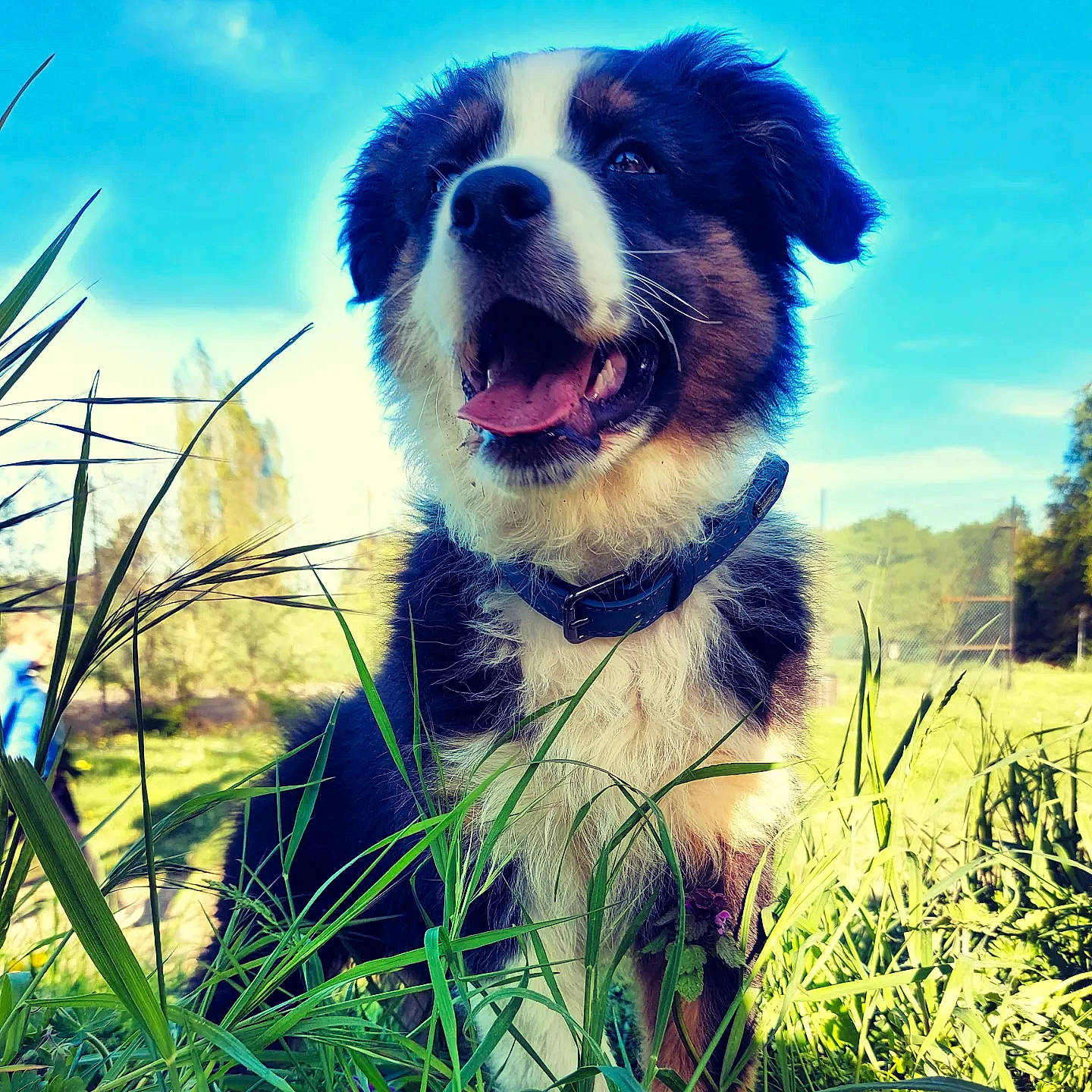 Adès a rejoint le concours — aidez-le/la à gagner de superbes lots ! art, border_collie, canidae, carnivore, cloud, companion_dog, dog, dog_breed, electric_blue, grass, grassland, happy, landscape, meteorological_phenomenon, natural_landscape, people_in_nature, plant, sky, sunglasses, whiskers