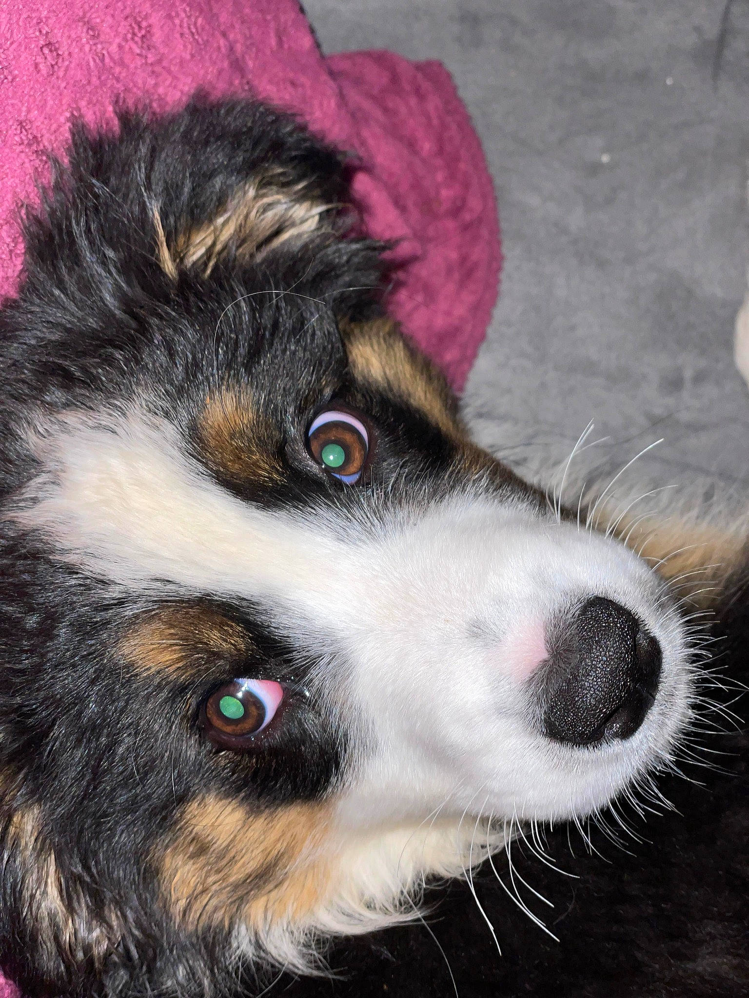 Adès a rejoint le concours — aidez-le/la à gagner de superbes lots ! ancient_dog_breeds, australian_collie, border_collie, canidae, carnivore, companion_dog, dog, dog_breed, fur, herding_dog, snout, sporting_group, terrestrial_animal, whiskers, working_animal, working_dog