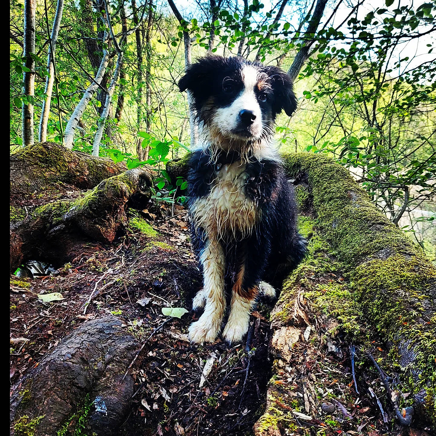 Adès a rejoint le concours — aidez-le/la à gagner de superbes lots ! canidae, carnivore, companion_dog, dog, dog_breed, forest, grass, herding_dog, hunting_dog, jungle, plant, soil, sporting_group, tail, terrestrial_plant, terrier, tree, water_dog, working_animal, working_dog