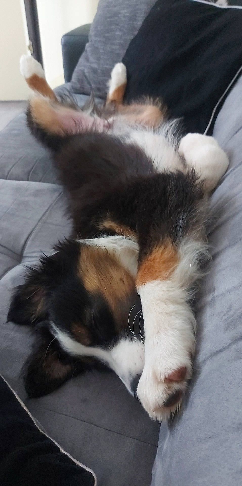 Adès participe au concours pour gagner de l'argent avec cette photo : carnivore, claw, comfort, companion_dog, dog_breed, felidae, flooring, fur, paw, snout, tail, terrestrial_animal, whiskers, working_dog