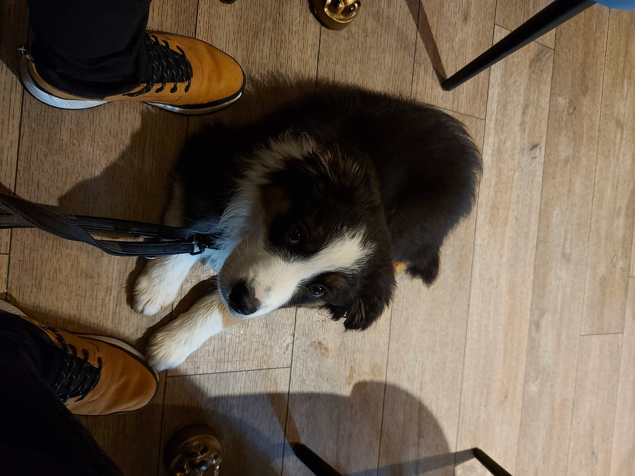 Adès participe au concours pour gagner de l'argent avec cette photo : canidae, carnivore, companion_dog, dog, dog_breed, flooring, foot, fur, hardwood, herding_dog, kitchen_utensil, plank, snout, sporting_group, tail, whiskers, wood, working_dog