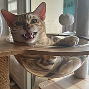 Azzaro a rejoint le concours — aidez-le/la à gagner de superbes lots ! bengal_cat, cat, cat_face, cat_tree, closeup, feline, fur_pattern, glass_bowl, hammock, indoor, open_mouth, paw, pet, playful, sunlight, teeth, toy_ball, whiskers, window, wooden_platform