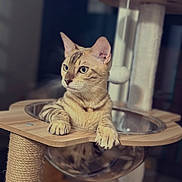 Azzaro participe au concours pour gagner de l'argent avec cette photo : cat, tabby, cat_tree, bubble_bed, wooden_structure, indoor, pet, feline, curious, relaxed, whiskers, ears, paws, animal, domestic_cat, house_pet, scratching_post, close_up, looking_away, soft_lighting