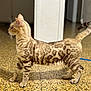 cat, bengal_cat, animal, pet, feline, standing, side_view, spotted_coat, striped_legs, tail_up, indoor, tile_floor, sunlight, shadow, curious, alert, domestic_animal, whiskers, ears, fur