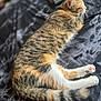 Yuna joined the competition — help win amazing prizes! cat, tabby, sleeping, bed, indoor, fur, whiskers, tail, paw, pink_paw_pads, striped, relaxed, pet, animal, mammal, domestic, cozy, resting, feline, soft