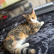 Yuna is registered to the contest to win money with this photo: cat, tabby, pet, indoor, bed, blanket, fur, tail, striped, curious, animal, relaxing, whiskers, soft, domestic, mammal, cute, lying_down, feline, cozy
