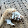 cat, orange_cat, white_cat, fluffy, licking, paw, wooden_deck, outdoor, pet, animal, relaxed, cute, feline, fur, playful, resting, domestic_cat, tongue, nature, summer