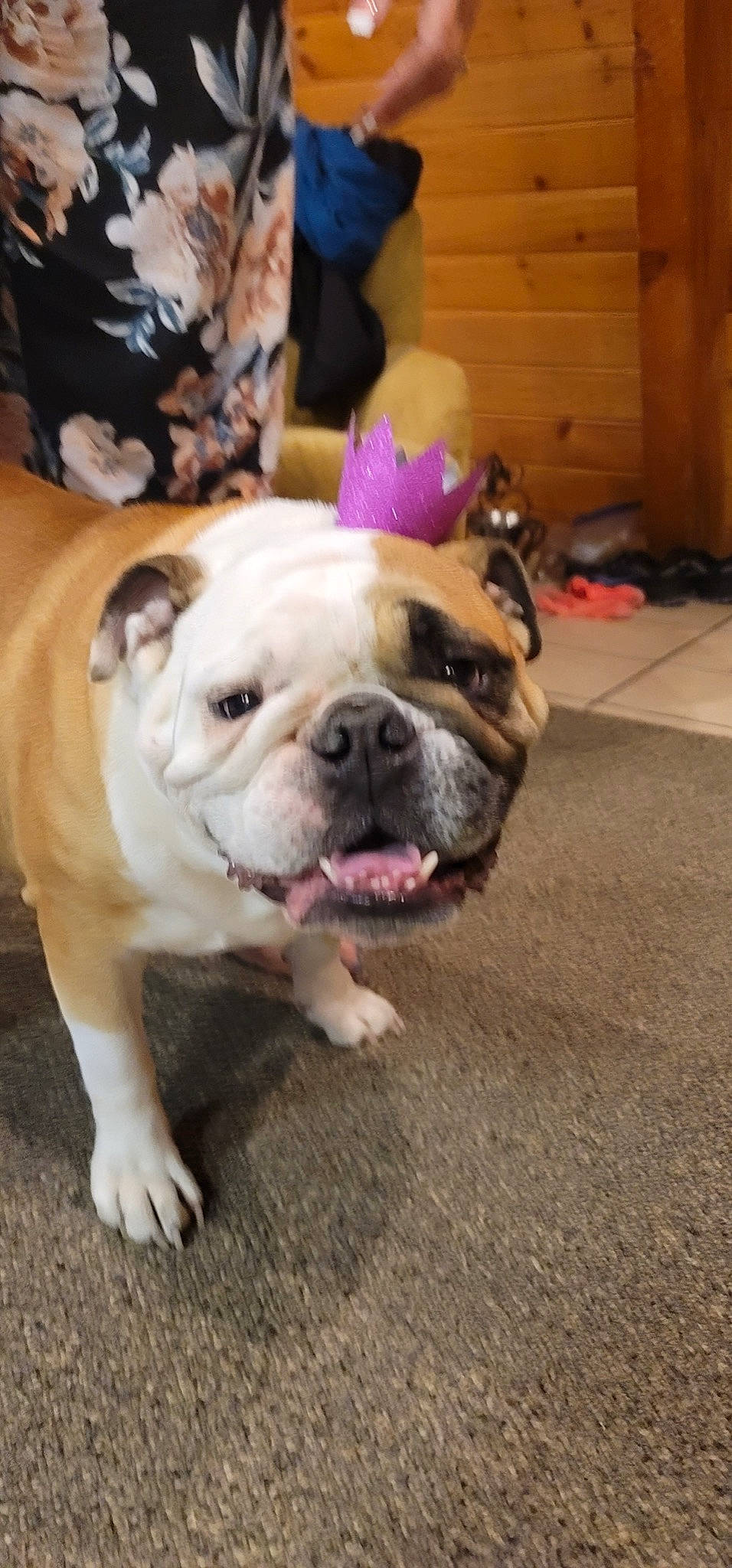 Buddha joined the competition — help win amazing prizes! bulldog, canidae, carnivore, companion_dog, dog, dog_breed, fawn, flooring, fur, molosser, non_sporting_group, paw, plant, puppy, puppy_love, sporting_group, toy_dog, working_animal, working_dog, wrinkle