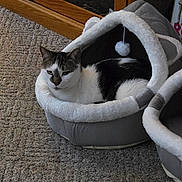 Jake is registered to the contest to win money with this photo: bed, cabinet, carpet, cat, cat_bed, cozy, fur, grainy_texture, hanging_toy, home, indoor, lounging, paw, pet, relaxed, sleepy, tabby, toy, white_and_black, wooden_furniture