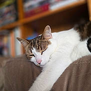Lily joined the competition — help win amazing prizes! blur_background, bookshelf, cat, close_up, couch, cozy, domestic, furniture, indoor, nap, paw, pet, pink_nose, portrait, relaxed, resting, sleeping_cat, tabby, whiskers, white_fur