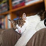blur_background, bookshelf, cat, close_up, couch, cozy, domestic, furniture, indoor, nap, paw, pet, pink_nose, portrait, relaxed, resting, sleeping_cat, tabby, whiskers, white_fur