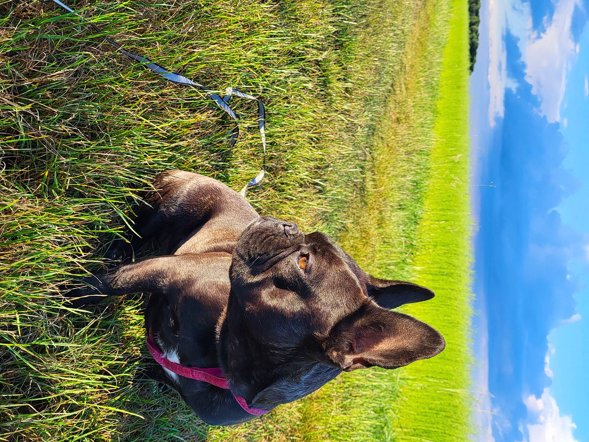 Blue a rejoint le concours — aidez-le/la à gagner de superbes lots ! bovine, canidae, carnivore, cloud, cumulus, dog_breed, grass, grassland, liver, natural_landscape, pack_animal, pasture, plant, sky, snout, sporting_group, terrestrial_animal, tree, trunk, working_animal
