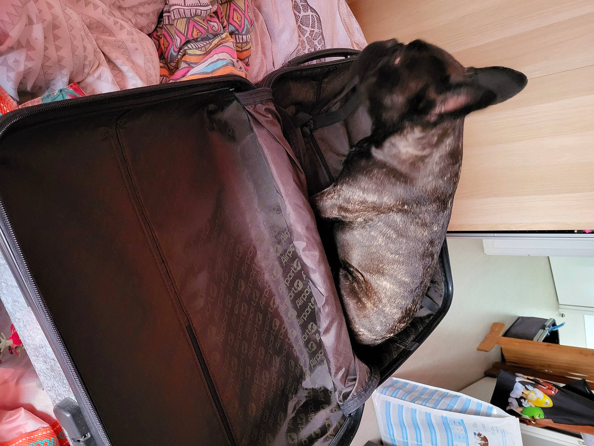 Blue participe au concours pour gagner de l'argent avec cette photo : bag, baggage, canidae, carmine, carnivore, comfort, companion_dog, dog, dog_breed, dog_supply, fashion_accessory, felidae, fur, linens, liver, room, small_to_medium_sized_cats, sporting_group, tail, working_animal