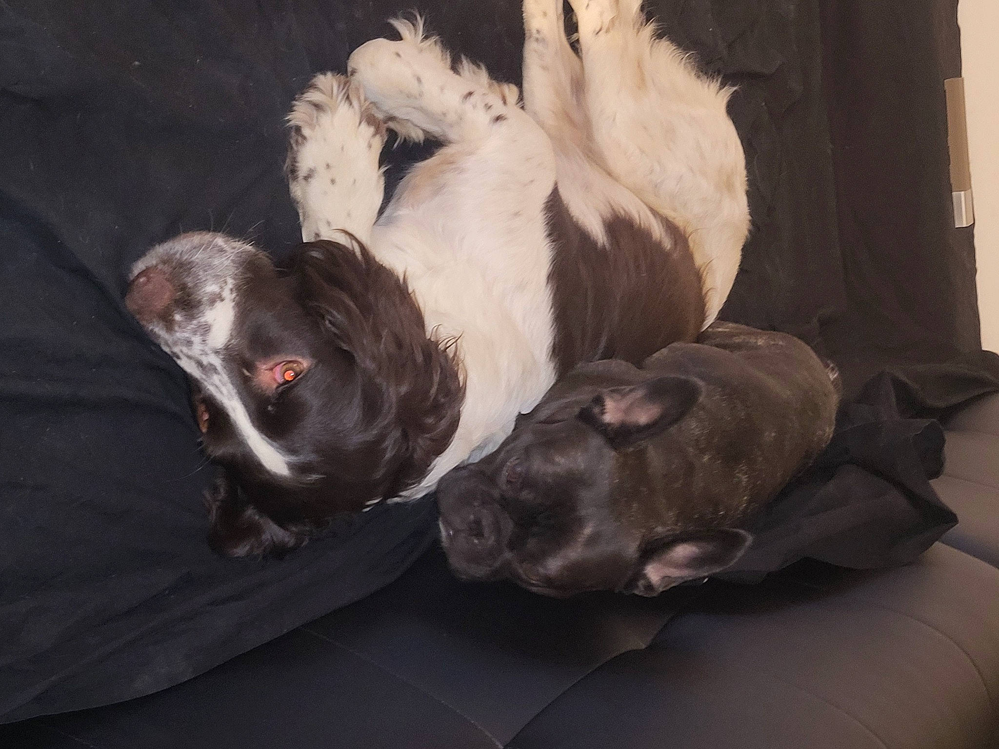 Blue a rejoint le concours — aidez-le/la à gagner de superbes lots ! canidae, carnivore, comfort, companion_dog, dog, dog_breed, fawn, fur, grey, guard_dog, gun_dog, liver, nap, non_sporting_group, sporting_group, terrestrial_animal, whiskers, working_animal