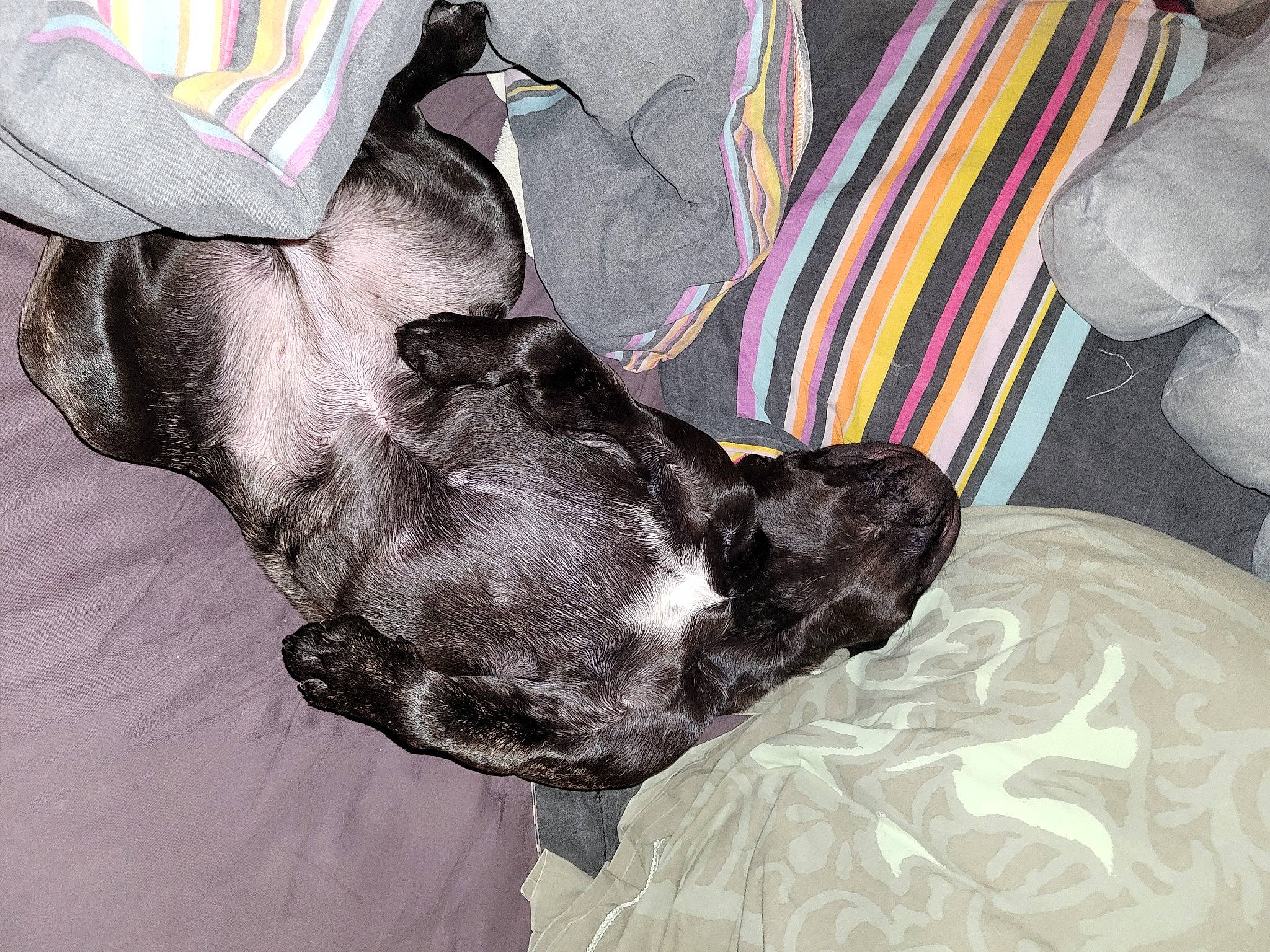 Blue participe au concours pour gagner de l'argent avec cette photo : carnivore, comfort, companion_dog, couch, dog, dog_breed, dog_supply, fawn, fur, grey, guard_dog, linens, liver, nap, paw, snout, sporting_group, tail, whiskers, working_animal