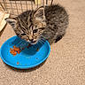 Velcro joined the competition — help win amazing prizes! animal, blue_bowl, cage, carpet, cat, closeup, cute, domestic, feeding, feline, food, fur, furniture, indoor, kitten, pet, playful, small, whiskers, young_animal