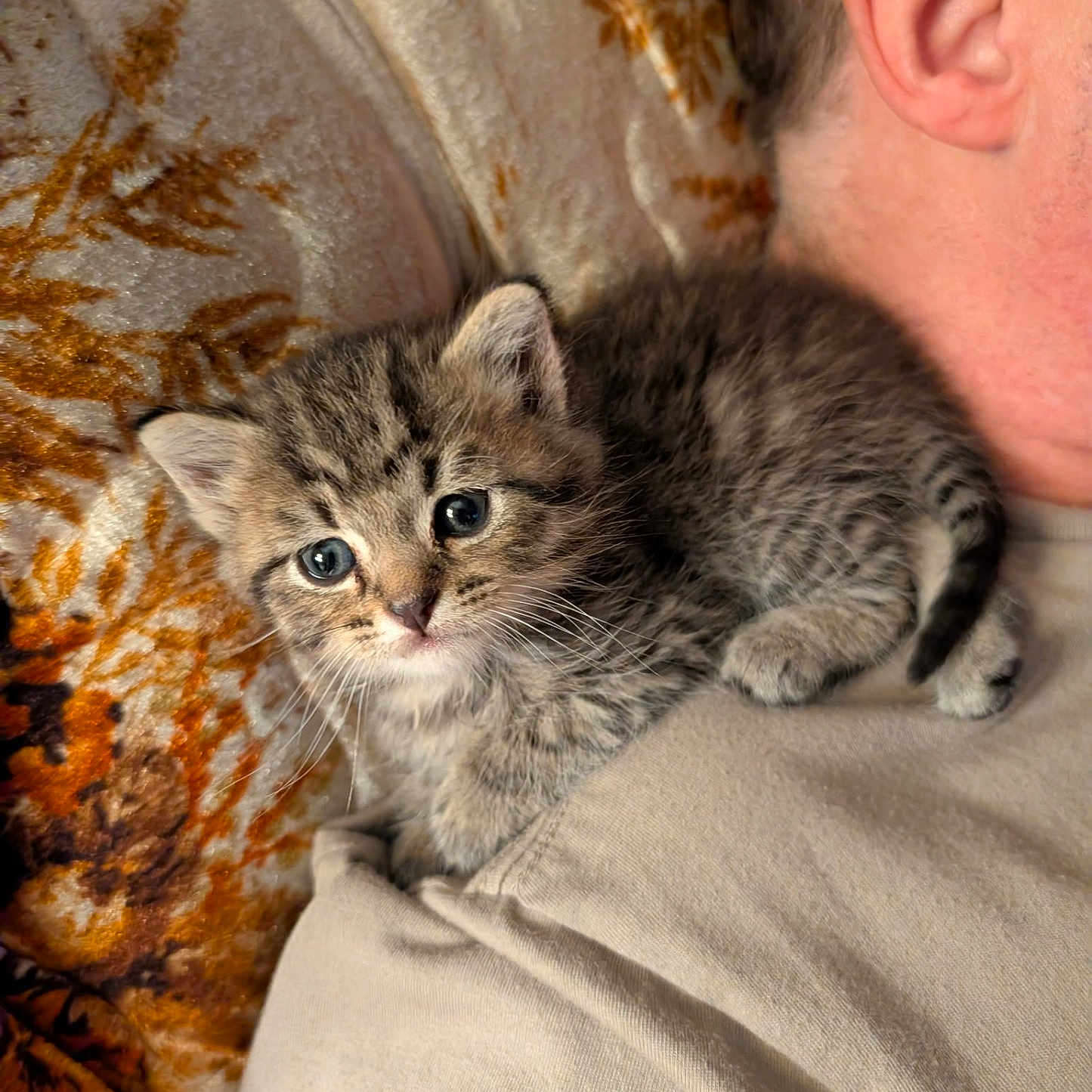 Velcro is registered to the contest to win money with this photo: kitten, cat, tabby, animal, pet, cute, blue_eyes, fur, whiskers, person, ear, shoulder, blanket, pattern, indoor, resting, closeup, cozy, sleeping, soft