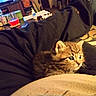 Velcro joined the competition — help win amazing prizes! kitten, cat, lap, person, pants, indoor, table, bottle, cup, paper, floor, rug, cozy, curious, furniture, domestic, pet, small_animal, resting, casual