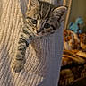 Velcro joined the competition — help win amazing prizes! animal, blanket, blurred_background, cat, couch, cozy, cute, dragon_toy, eyes, fur, indoor, kitten, pet, plush, portrait, tabby, texture, toy, warm_lighting, whiskers