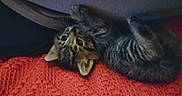 Velcro joined the competition — help win amazing prizes! kitten, cat, tabby, pet, animal, cute, feline, young, fur, whiskers, indoor, blanket, red, cozy, lying_down, small, curious, playful, resting, domestic