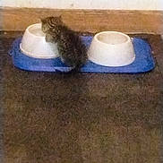 Velcro is registered to the contest to win money with this photo: animal, blue, blurred, brown, cat, curious, cute, domestic, feline, floor, food_bowl, furry, indoor, kitten, mat, pet, small, wall, white, young