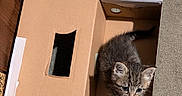 Velcro is registered to the contest to win money with this photo: animal, box, cardboard_box, carpet, cat, curious, cute, domestic, ears, feline, fur, indoor, kitten, looking_up, pet, small, tabby, tail, whiskers, young