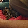 Velcro is registered to the contest to win money with this photo: kitten, cat, sleeping, tabby, feline, blanket, arm, leg, cozy, indoor, resting, pet, cute, fur, knitted, red, human, relaxing, comfort, small