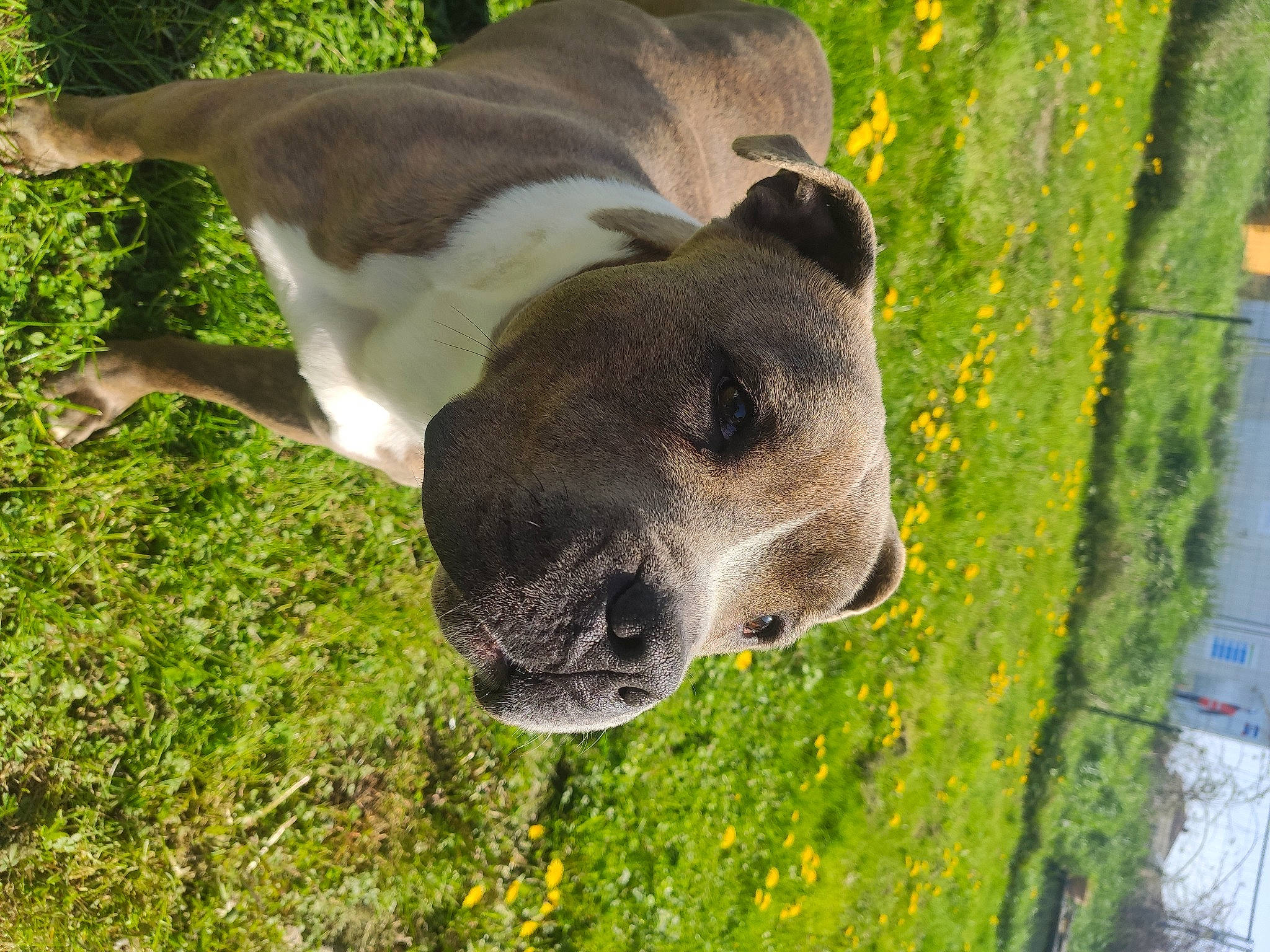 Rocky participe au concours pour gagner de l'argent avec cette photo : canidae, carnivore, collar, companion_dog, dog, dog_breed, dog_collar, fawn, flower, grass, groundcover, plant, snout, sporting_group, tail, terrestrial_animal, whiskers, wildlife, working_animal, working_dog