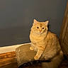 Tito Lovett joined the competition — help win amazing prizes! animal, blue_wall, cat, curious, cute, domestic_cat, ears, feline, fluffy_cat, fur, house, indoor, looking, orange_cat, pet, scratch_pad, sitting, tail, whiskers, wooden_floor