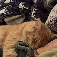 Tito Lovett joined the competition — help win amazing prizes! arm, blanket, cat, closeup, comfort, cozy, cute, feline, fur, home, indoor, nap, orange_tabby, pet, relaxed, resting, sleeping, soft, tattoo, warm