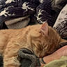 arm, blanket, cat, closeup, comfort, cozy, cute, feline, fur, home, indoor, nap, orange_tabby, pet, relaxed, resting, sleeping, soft, tattoo, warm