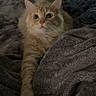 Tito Lovett is registered to the contest to win money with this photo: bedroom, blanket, cat, cozy, curious, cute, domestic_cat, ears, feline, fluffy, furniture, gray_blanket, indoor, orange_cat, pet, relaxed, soft_lighting, stretching, tail, whiskers