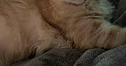 Tito Lovett is registered to the contest to win money with this photo: animal, blanket, cat, closeup, cozy, cute, feline, fluffy, fur, ginger_cat, home, indoor, mammal, pet, portrait, relaxing, resting, sleepy, soft, whiskers