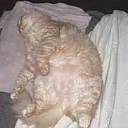 Tito Lovett joined the competition — help win amazing prizes! cat, ginger_cat, sleeping, fluffy, belly_up, blanket, cozy, indoor, pet, relaxed, fur, tail, paw, animal, cute, resting, domestic_cat, soft, comfort, nap