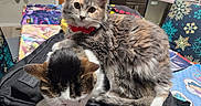 Sprigatito is registered to the contest to win money with this photo: cat, kitten, animal, pet, feline, collar, fur, indoor, cozy, backpack, table, kitchen, chair, domestic, resting, curious, cute, companion, two_cats, home