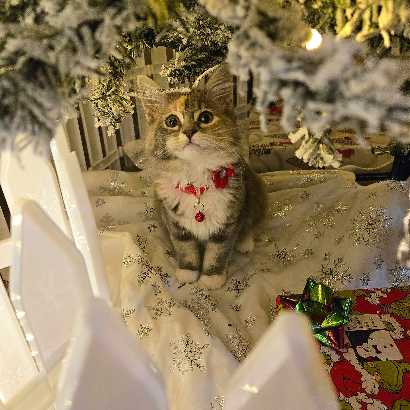 Sprigatito joined the competition — help win amazing prizes! kitten, cat, pet, holiday, christmas_tree, snowflake_pattern, collar, bell, gift_box, bow, frosted_branches, decorations, indoor, curious, alert, blanket, festive, cozy, warm_lighting, closeup