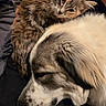Sprigatito is registered to the contest to win money with this photo: cat, dog, animal, pet, fur, resting, sleeping, cozy, closeup, indoor, domestic, friendship, companion, hand, comfort, soft, relaxation, mammal, cute, cuddle
