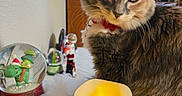 Sprigatito joined the competition — help win amazing prizes! candle, cat, christmas, closeup, collar, cozy, curious, decorations, domestic_animal, feline, festive, fur, holiday, indoor, ornament, pet, snow_globe, table, warm_light, whiskers